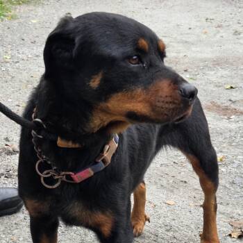 Rottweiler Dogs Available for Adoption - 02/18/2026-Stray-15thStreet-1 | PetCurious