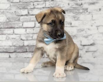 Shepherd and German Shepherd Dog Dogs Available for Adoption in Tuscaloosa, Alabama - Fritz - 5 Lbs. | PetCurious