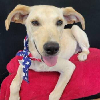 Rhett -  Labrador Retriever and Mixed Breed Dog for Adoption in Leesburg, Alabama - Rhett | PetCurious
