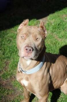 Pit Bull Terrier and Mixed Breed Dogs Available for Adoption - 2677B Little Bit | PetCurious