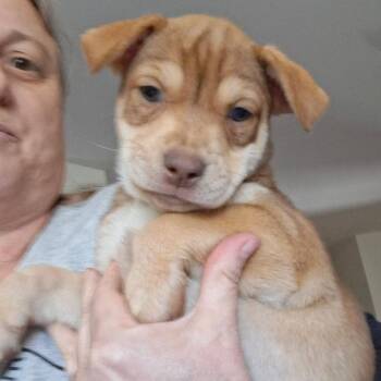 Labrador Retriever Dogs Available for Adoption in San Antonio, Texas - Shakira | PetCurious