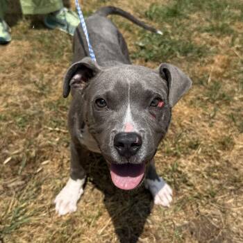 Pit Bull Terrier Dogs Available for Adoption in Columbia, South Carolina - Axel | PetCurious