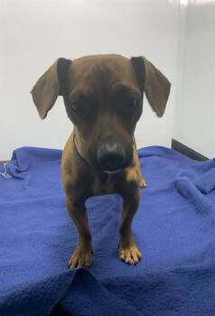 CHARLIE -  Chihuahua and Dachshund Dog for Adoption in San Jose, California - CHARLIE | PetCurious