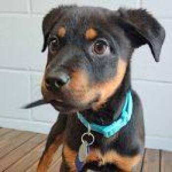 Charcoal -  Rottweiler Dog for Adoption in Green Valley, Arizona - Charcoal | PetCurious