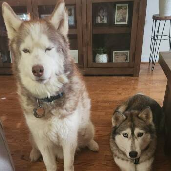Siberian Husky Dogs Available for Adoption in Roanoke, Virginia - Thor | PetCurious