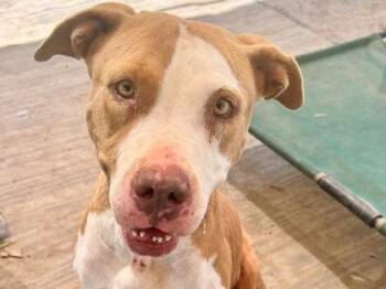 Carnation -  Mixed Breed Dog for Adoption in Georgetown, Texas - Carnation | PetCurious