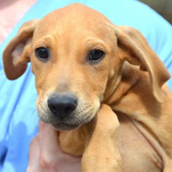 Hound Dogs Available for Adoption in Middletown, New York - Captain | PetCurious