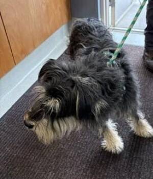 Lightning -  Poodle Dog for Adoption in Maryville, Tennessee - Lightning | PetCurious