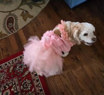 Daisy -  Cocker Spaniel Dog for Adoption in Colorado Springs, Colorado - Daisy | PetCurious