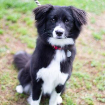 Border Collie and Australian Shepherd Dogs Available for Adoption in Cumming, Georgia - Cream 021918 | PetCurious