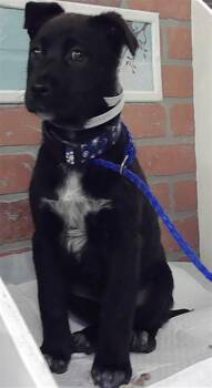 German Shepherd Dog and Mixed Breed Dogs Available for Adoption - A2056992 | PetCurious