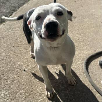 Pit Bull Terrier Dogs Available for Adoption - Athena | PetCurious