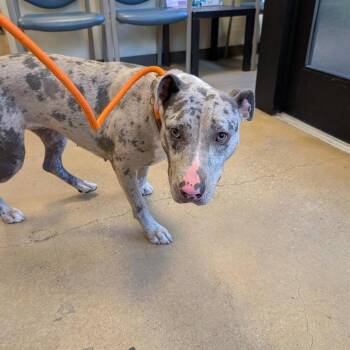 Cherry Slushie -  Pit Bull Terrier and Great Dane Dog for Adoption in Baltimore, Maryland - Cherry Slushie | PetCurious