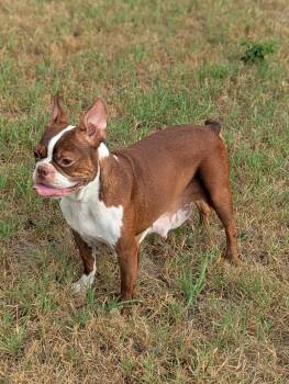 Coco in MO -  Boston Terrier Dog for Adoption - Coco In MO | PetCurious
