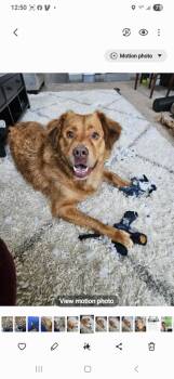 Rescue Chesapeake Bay Retriever and Hound Dogs for Adoption in Richmond, Kentucky - Archer | PetCurious