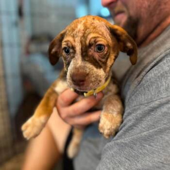 Sol -  Dachshund and Mixed Breed Dog for Adoption in Helena, Alabama - Sol | PetCurious