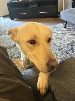 Kingston -  Labrador Retriever Dog for Adoption in Colorado Springs, Colorado - Kingston | PetCurious