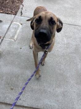 Skippy -  German Shepherd Dog Dog for Adoption in Oakland, California - Skippy | PetCurious
