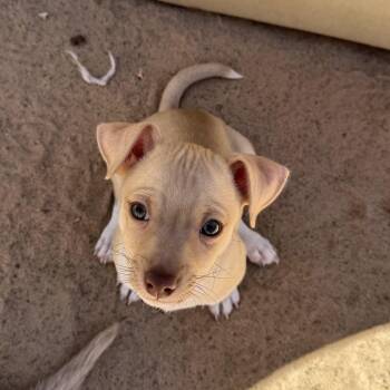 Chihuahua and Rat Terrier Dogs Available for Adoption - Niall | PetCurious