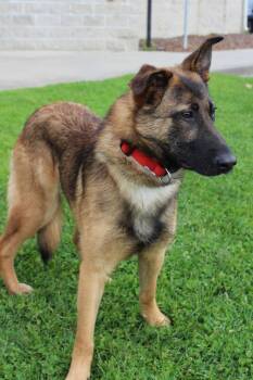 Belgian Shepherd Malinois Dogs Available for Adoption - Valient 51598 | PetCurious