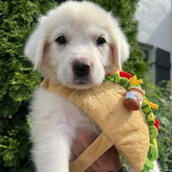 Taco -  Great Pyrenees Dog for Adoption in Spring Hill, Tennessee - Taco | PetCurious