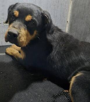 Rottweiler Dogs Available for Adoption - TRIP | PetCurious