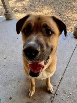 Boxer and Saint Bernard Dogs Available for Adoption in South Lake Tahoe, California - ALI | PetCurious