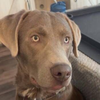 Moses -  Labrador Retriever and Mixed Breed Dog for Adoption in Elk Grove Village, Illinois - Moses | PetCurious