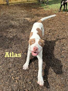 Rescue Mixed Breed Dogs for Adoption in Spring, Texas - Atlas | PetCurious