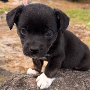 Mixed Breed Dogs Available for Adoption in Fredericksburg, Virginia - Vhyper | PetCurious