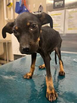 Ellis -  Mixed Breed Dog for Adoption in Mobile, Alabama - Ellis | PetCurious