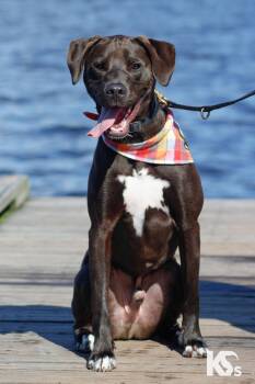 Otter -  Weimaraner and Blue Lacy Dog for Adoption - Otter | PetCurious