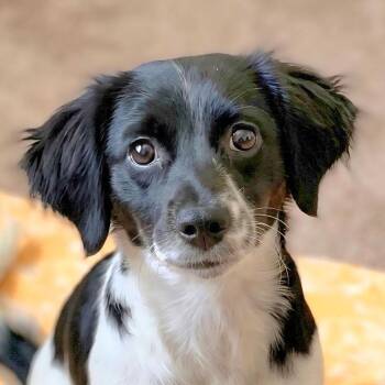 Spaniel Dogs Available for Adoption in Cumming, Georgia - Tatiana | PetCurious