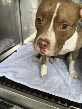TATER TOT -  Pit Bull Terrier and American Bulldog Dog for Adoption in Derwood, Maryland - TATER TOT | PetCurious