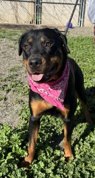 Rescue Rottweiler Dogs for Adoption in Woodland, California - Miss Rubi | PetCurious