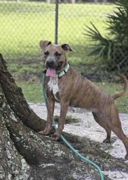 Rescue Mixed Breed Dogs for Adoption in Daytona Beach, Florida - Paisley - 2 | PetCurious