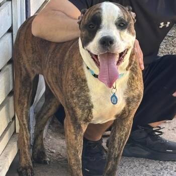 Pit Bull Terrier Dogs Available for Adoption in Phoenix, Arizona - Pete Aka Bobby | PetCurious
