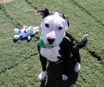 Pit Bull Terrier Dogs Available for Adoption in Jackson, Mississippi - Olaf | PetCurious