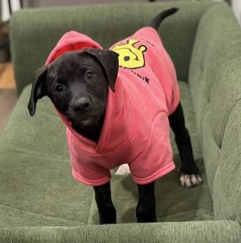 Raven -  Labrador Retriever Dog for Adoption in Calera, Alabama - Raven | PetCurious