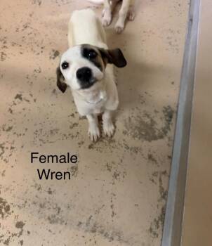 Wren -  Hound Dog for Adoption in West Union, Ohio - Wren | PetCurious