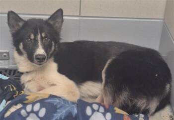 Husky and Mixed Breed Dogs Available for Adoption - CAMILO | PetCurious