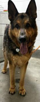 COCO -  German Shepherd Dog Dog for Adoption - COCO | PetCurious