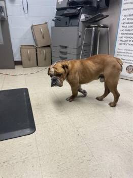 American Bulldog Dogs Available for Adoption - SHERLOCK | PetCurious