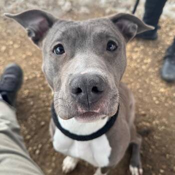 Mixed Breed Dogs Available for Adoption - Frankie | PetCurious