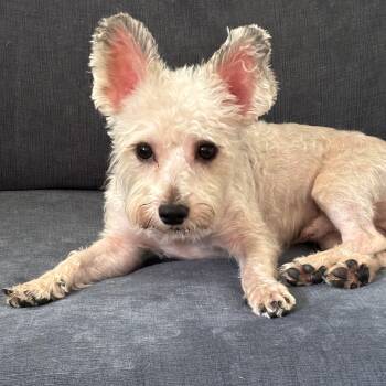 Gizmo -  West Highland White Terrier Westie and Miniature Poodle Dog for Adoption in Columbus, Indiana - Gizmo | PetCurious