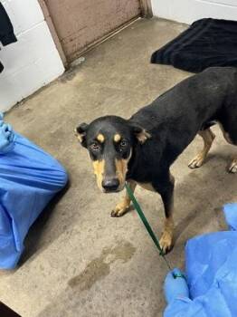Doberman Pinscher and Mixed Breed Dogs Available for Adoption in Fort Worth, Texas - Shadow | PetCurious