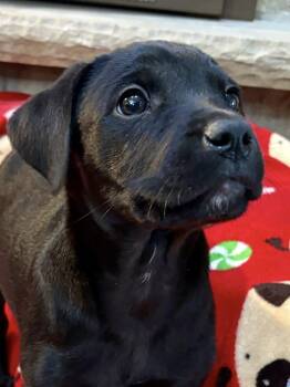 Rescue Labrador Retriever Dogs for Adoption in Orland Park, Illinois - Yvette | PetCurious