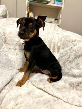 Rescue Labrador Retriever Dogs for Adoption in Fosters, Alabama - REESE | PetCurious