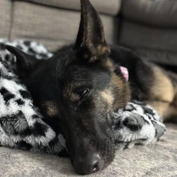 German Shepherd Dog Dogs Available for Adoption - Luna | PetCurious