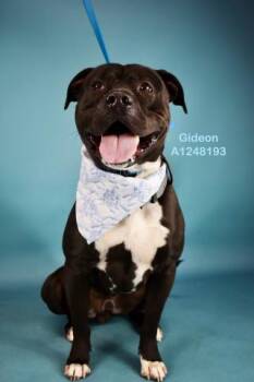 Pit Bull Terrier Dogs Available for Adoption in Thousand Oaks, California - Gideon - URGENT AND AT RISK | PetCurious